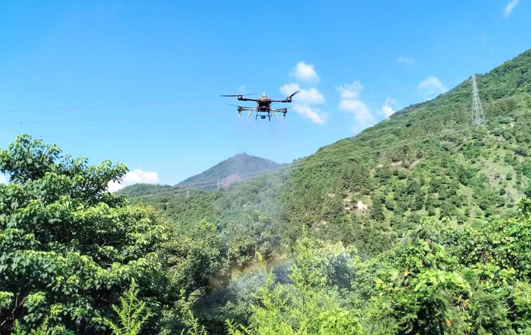 無(wú)人機(jī)接管橄欖園,，閩侯“飛天種地”成真！